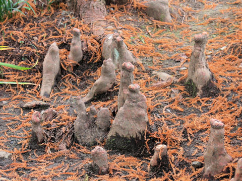 Taxodium distichum