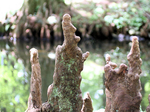 Taxodium distichum