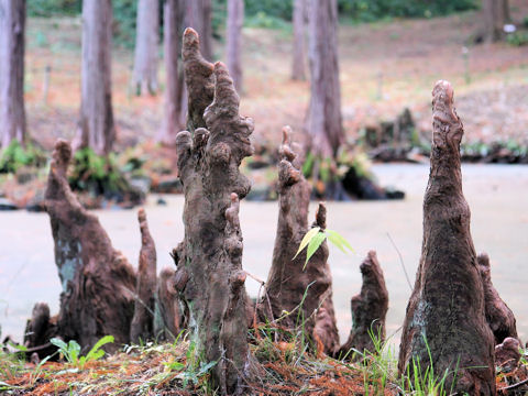 Taxodium distichum