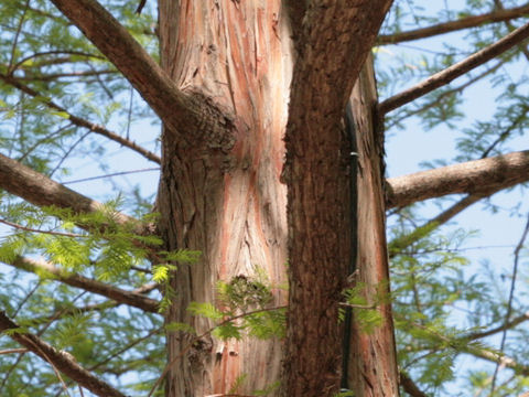 Taxodium distichum