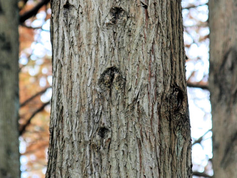 Taxodium distichum