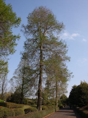 Taxodium distichum