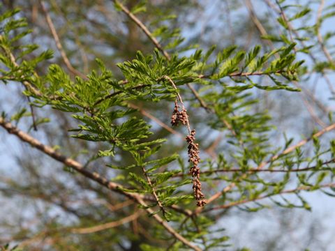 Taxodium distichum