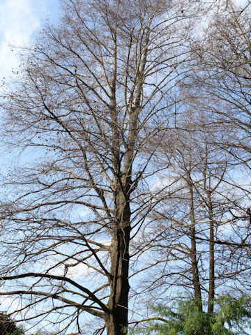 Taxodium distichum