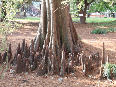 Taxodium distichum