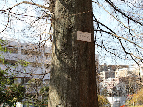 Taxodium distichum