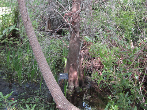 Taxodium distichum