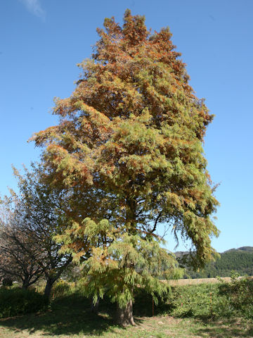 Taxodium distichum