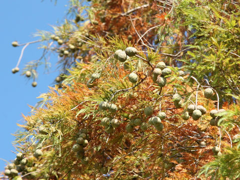 Taxodium distichum