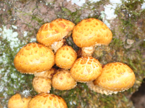 Pholiota aurivellus