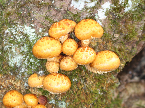 Pholiota aurivellus