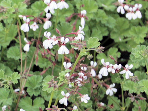 Pelargonium x fragrans