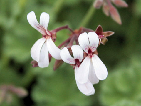 Pelargonium x fragrans