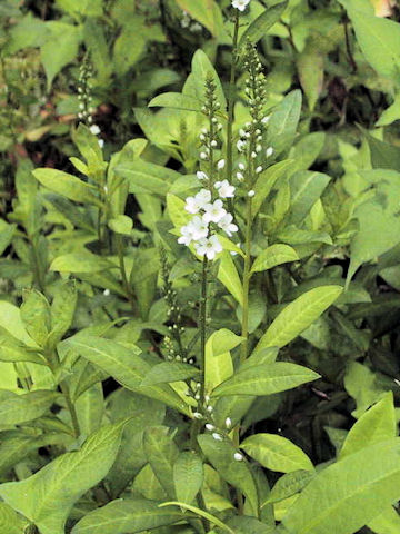 Lysimachia fortunei