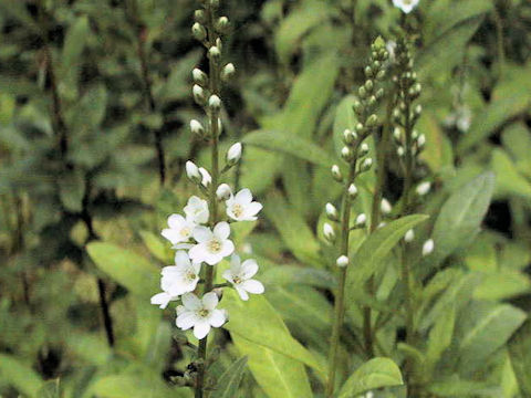 Lysimachia fortunei