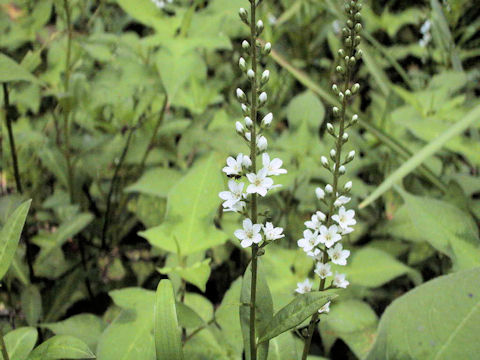 Lysimachia fortunei