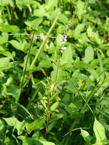 Lysimachia fortunei