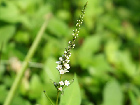 Lysimachia fortunei