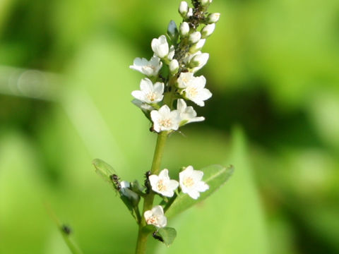 Lysimachia fortunei