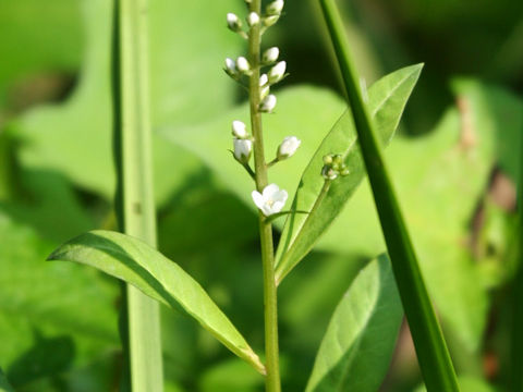 Lysimachia fortunei