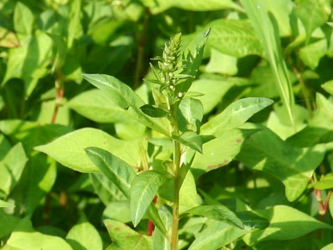 Lysimachia fortunei