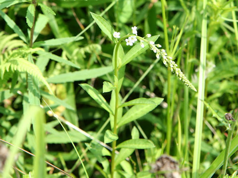 Lysimachia fortunei