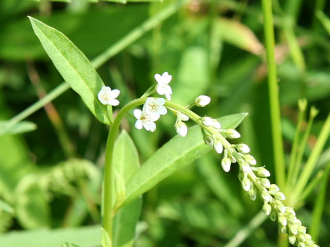 Lysimachia fortunei