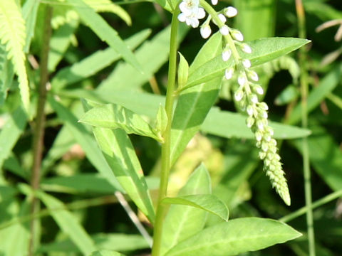 Lysimachia fortunei