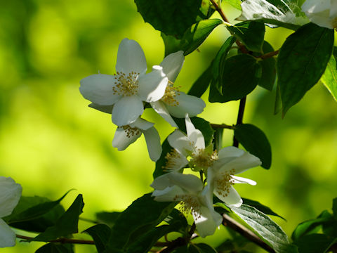 Eucryphia x nymansensis