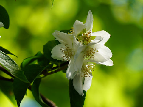 Eucryphia x nymansensis