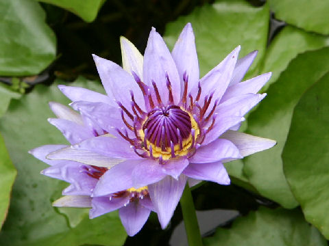 Nymphaea colorata