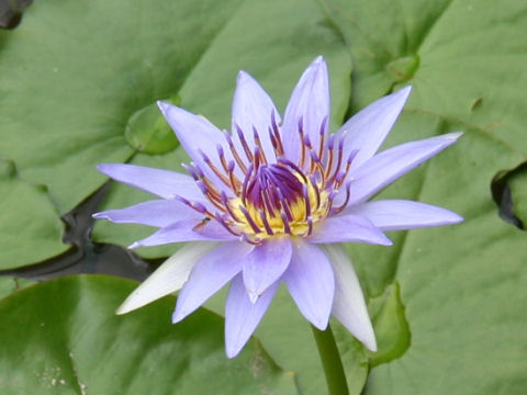 Nymphaea colorata