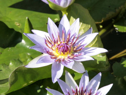 Nymphaea colorata