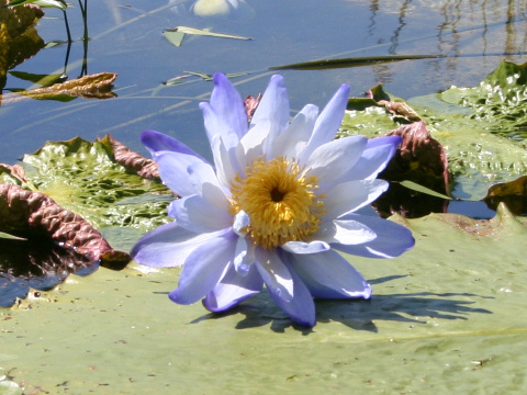 Nymphaea gigantea