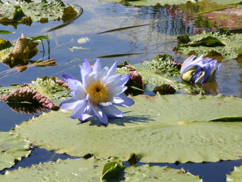 Nymphaea gigantea