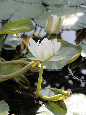 Nymphaea lotus