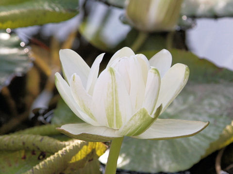 Nymphaea lotus