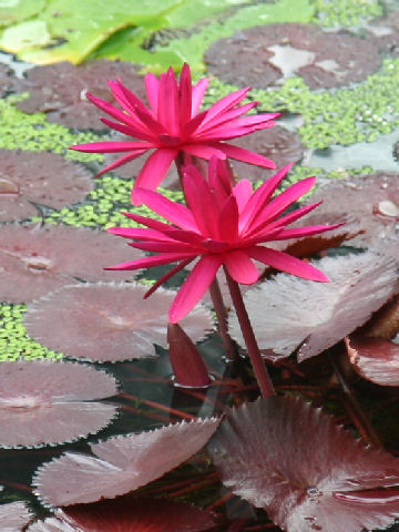 Nymphaea rubra