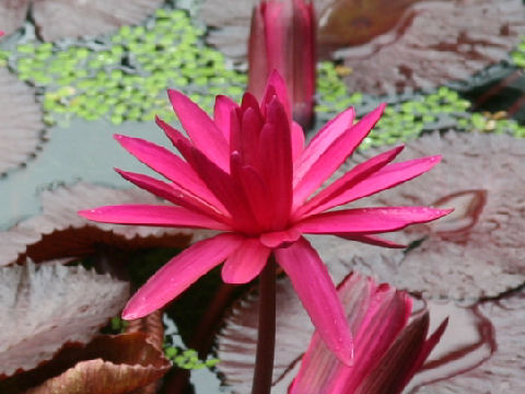 Nymphaea rubra