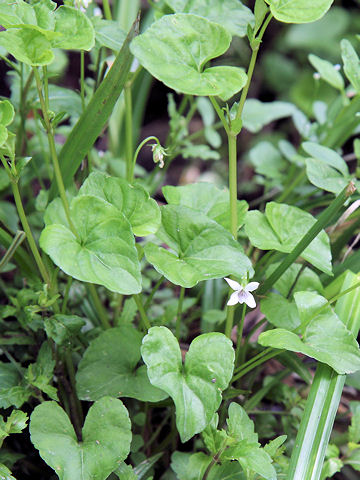 Viola verecunda