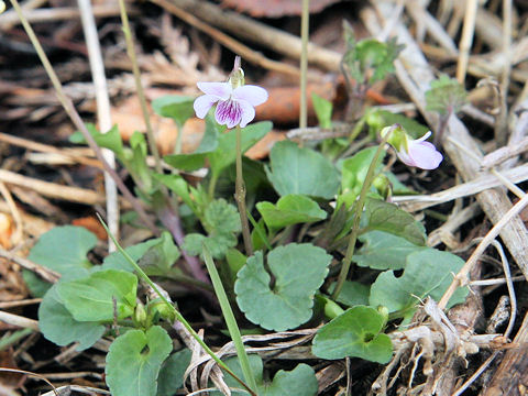 Viola verecunda