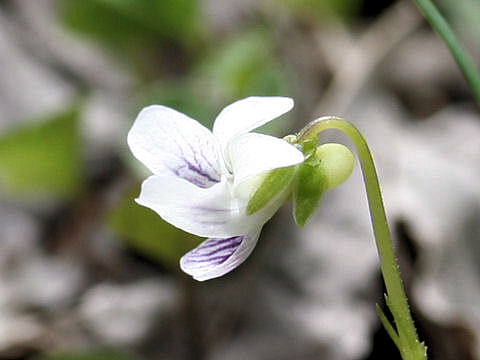 Viola verecunda