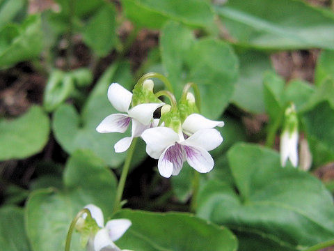 Viola verecunda