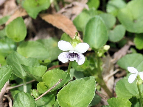 Viola verecunda