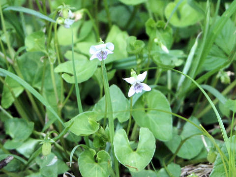 Viola verecunda