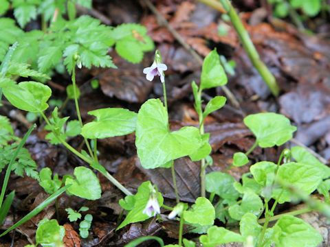 Viola verecunda