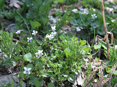 Viola verecunda