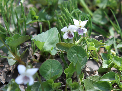 Viola verecunda