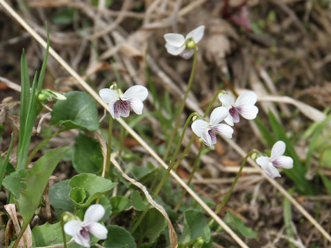 Viola verecunda