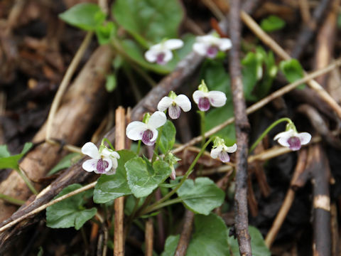 Viola verecunda